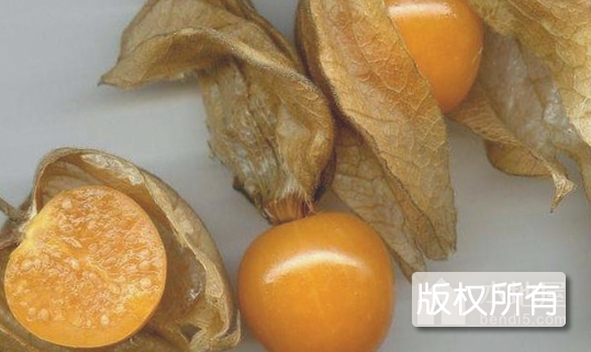 莫力达瓦菇娘