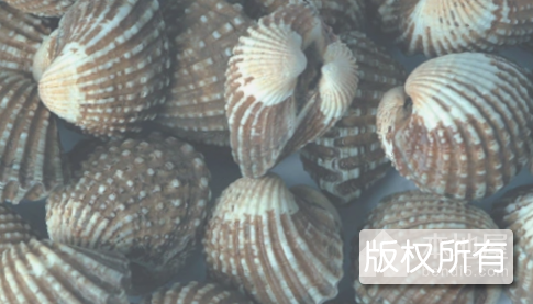 云霄泥蚶