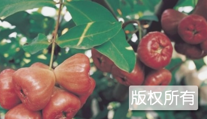 恩平莲雾
