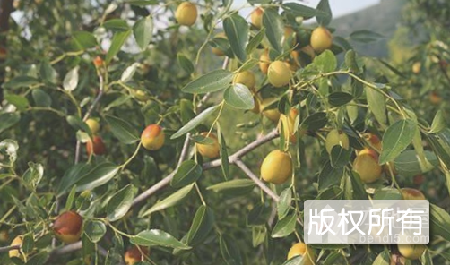 孤树金丝小枣