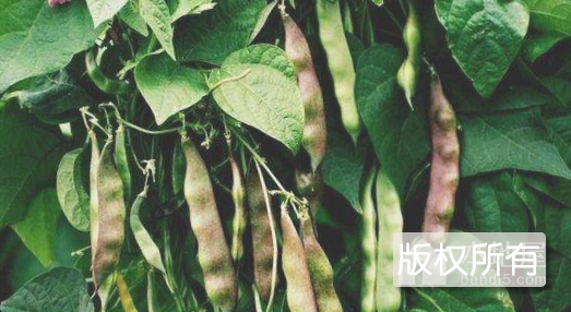紫花油豆角