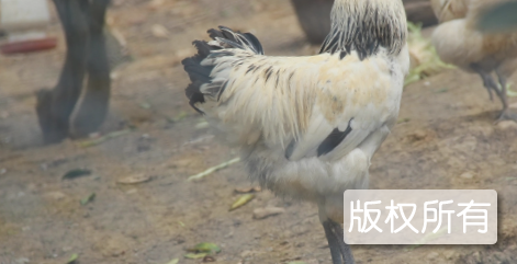 景阳鸡
