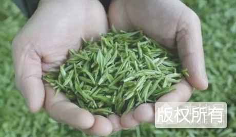 梵净山茶