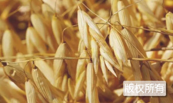 莜麦棒子