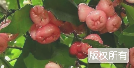 天桃