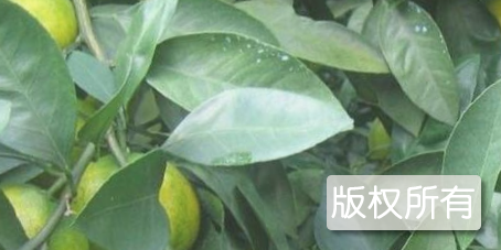 小托山桔