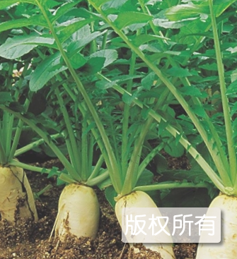 如皋白萝卜
