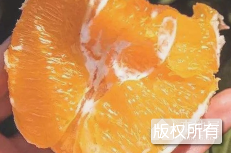 炉洋脐橙