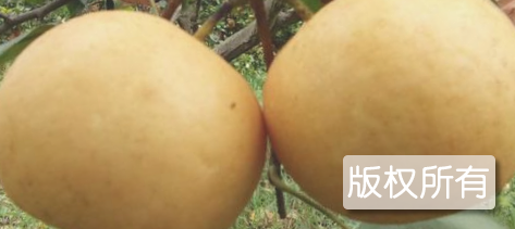 东山三吉梨
