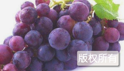 都安山葡萄