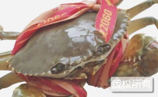 台州三门青蟹