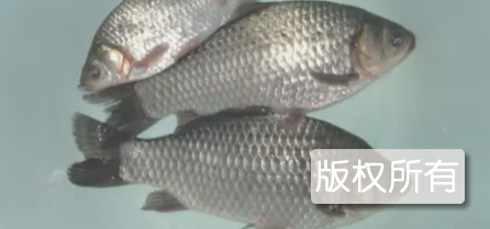 扎龙鲫鱼