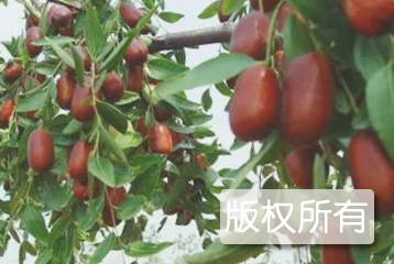 繁昌长枣