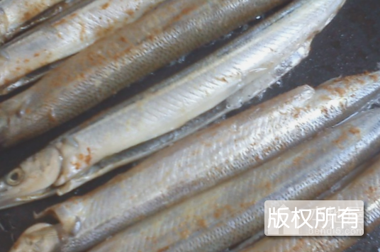 大棒鱼