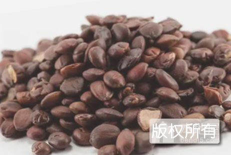 朝阳酸枣仁