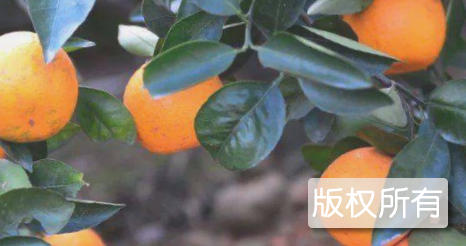 合川大红袍