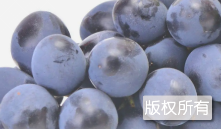 朱集葡萄