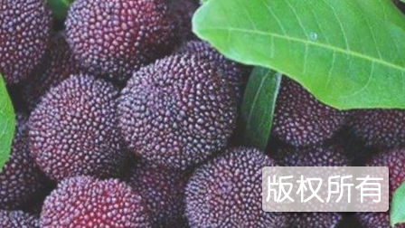 资兴杨梅
