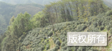 溪口高山茶