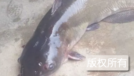 球溪河鲶鱼