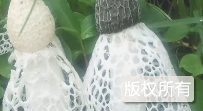 宜宾竹荪