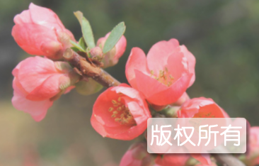 沂州海棠