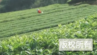 周宁高山云雾茶