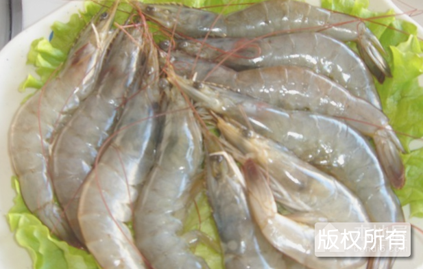 马桥青虾