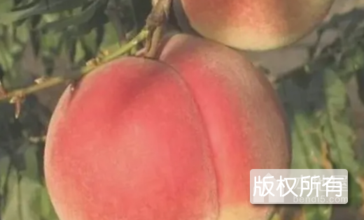 顺义中华圣桃