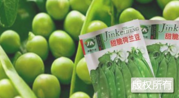 苗台大青豆