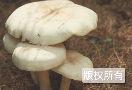 卧龙白蘑