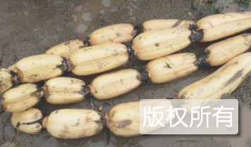 新垦莲藕
