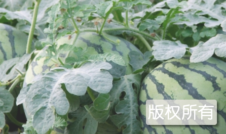 阿福小西瓜