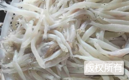 金湖银鱼