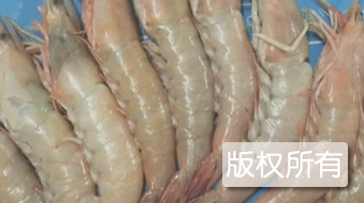 钦州海虾