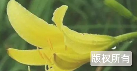 岚峰黄花