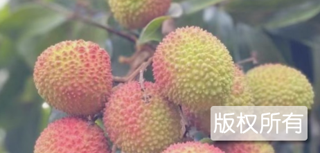 渔村水果