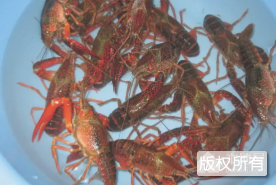 古城小龙虾