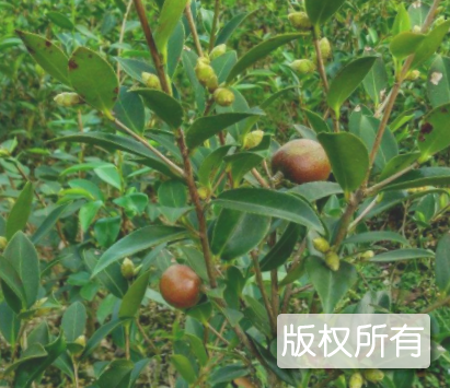 株洲油茶