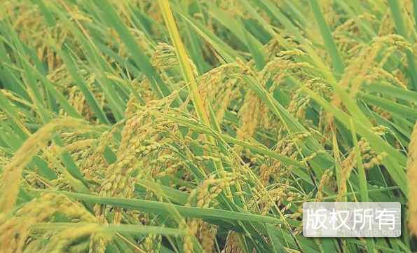 嘉荫水稻