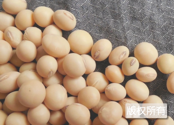 巴彦大豆