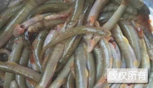 金湖泥鳅