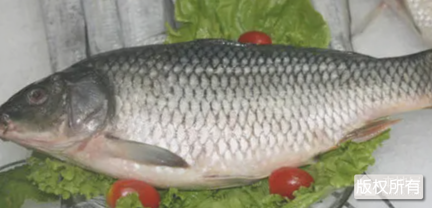 龙湖鲤鱼