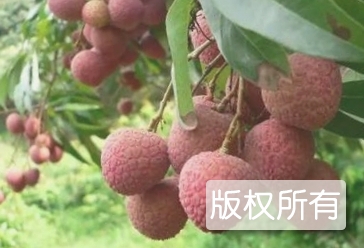 黑叶荔