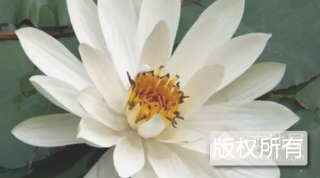 唐庄白莲