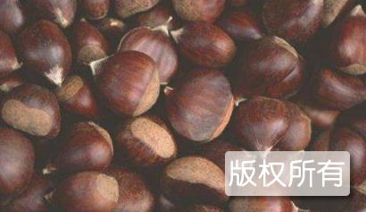 春湾板栗