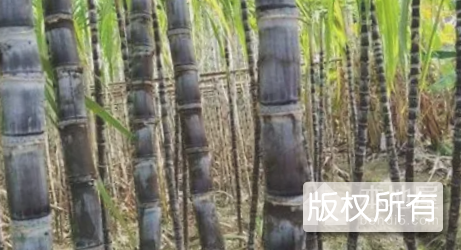 鹿寨黑皮蔗