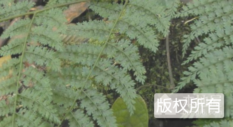 插蕨子