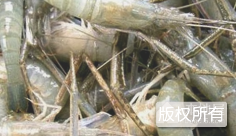 陶辛青虾