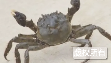 石臼湖螃蟹